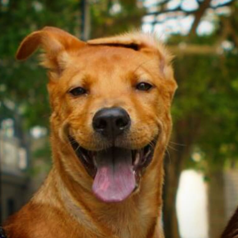Brown, an East Asian Village Dog tested with EmbarkVet.com