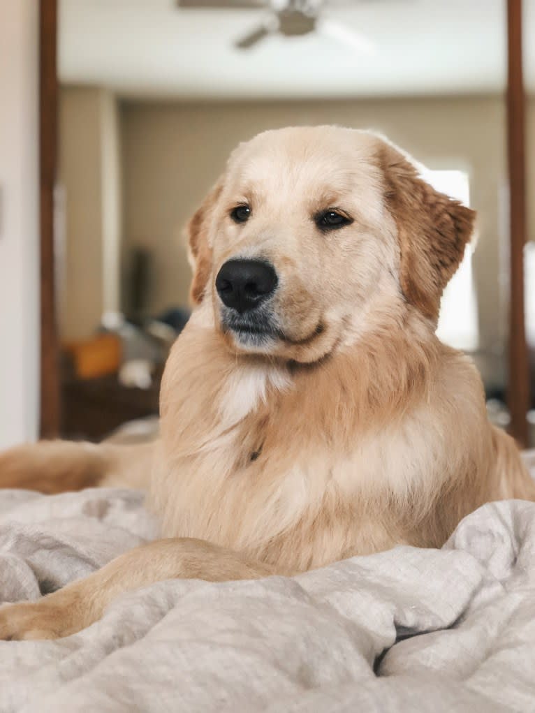 Kai, a Border Collie and Golden Retriever mix tested with EmbarkVet.com