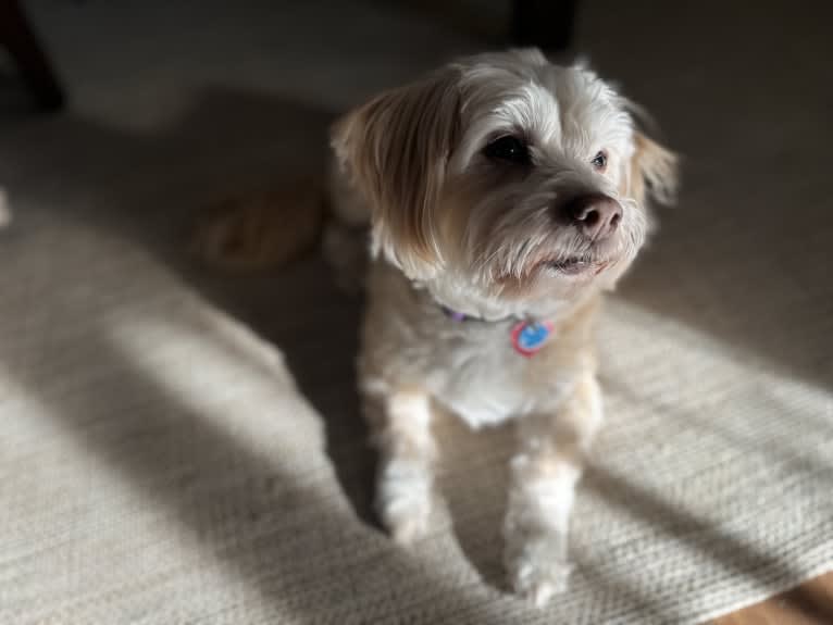 Tink, a Poodle (Small) and Chihuahua mix tested with EmbarkVet.com