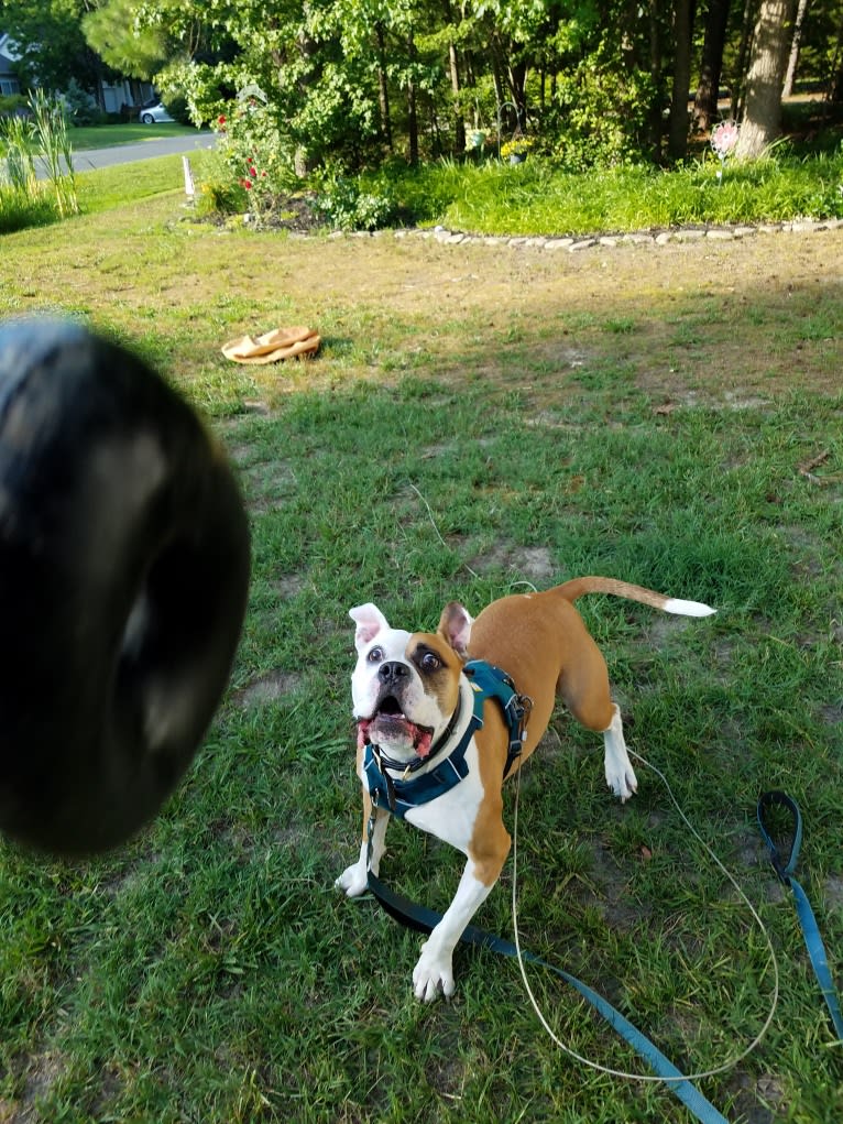Milo, an American Bully and Bulldog mix tested with EmbarkVet.com