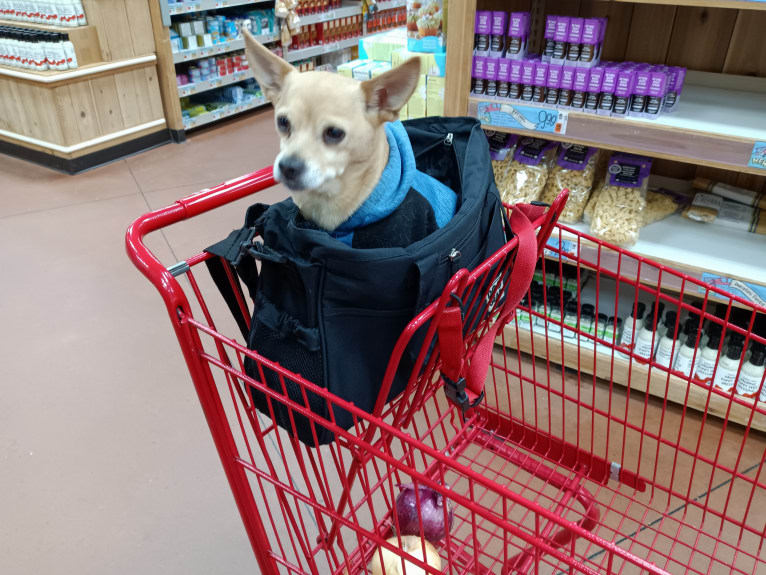 Nigel, a Shih Tzu and Miniature Pinscher mix tested with EmbarkVet.com