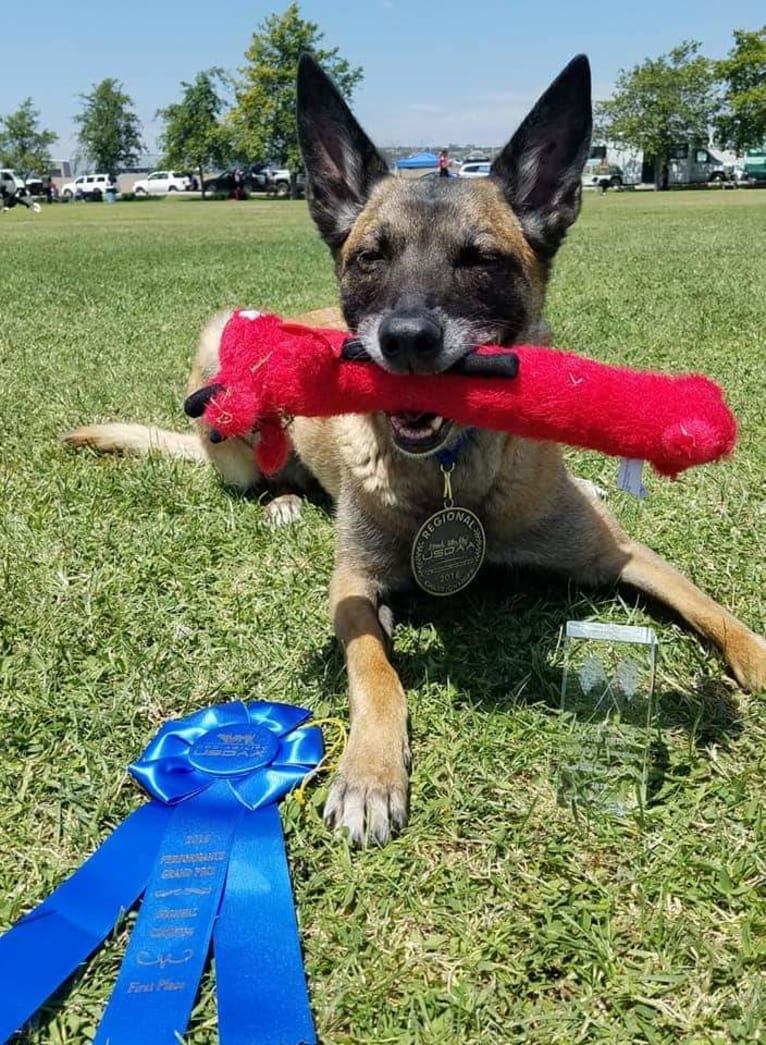 Dottie von Vogeley, a Belgian Shepherd tested with EmbarkVet.com