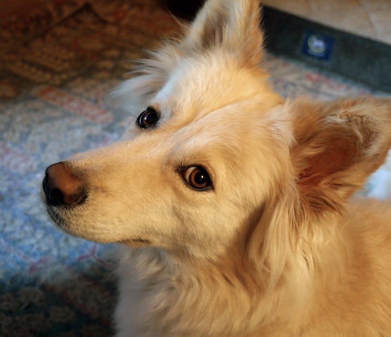 Roxy, a Siberian Husky and Labrador Retriever mix tested with EmbarkVet.com