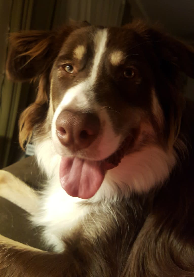 Copper, an Australian Shepherd and Border Collie mix tested with EmbarkVet.com