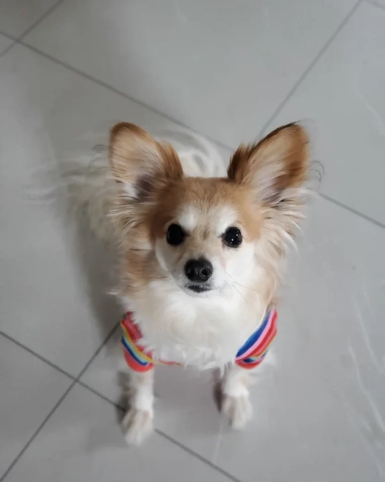 Rusko, a Papillon tested with EmbarkVet.com