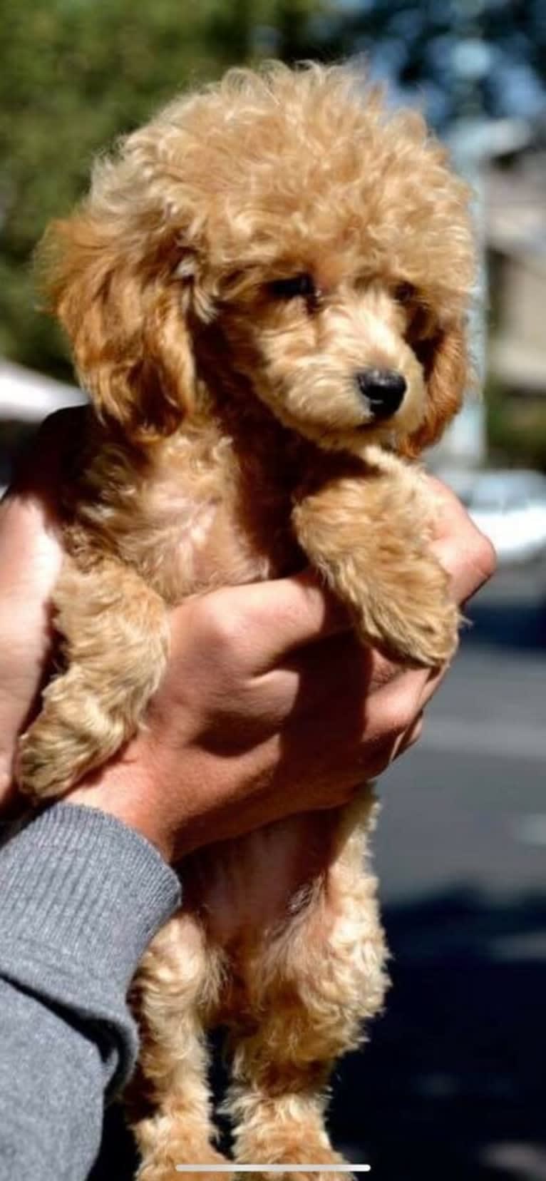 Simba, a Poodle (Small) tested with EmbarkVet.com