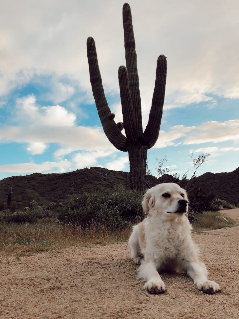 Sammy, a Cocker Spaniel and Poodle (Small) mix tested with EmbarkVet.com