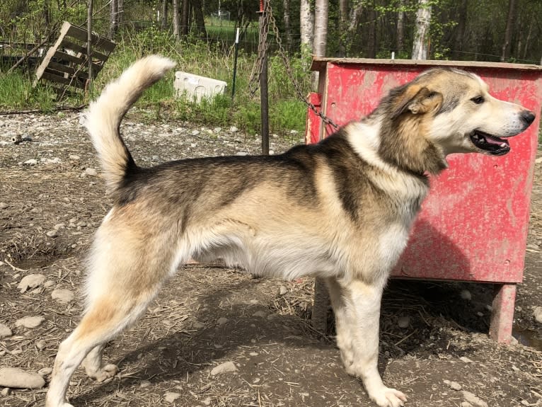 Scout, an Alaskan-type Husky tested with EmbarkVet.com