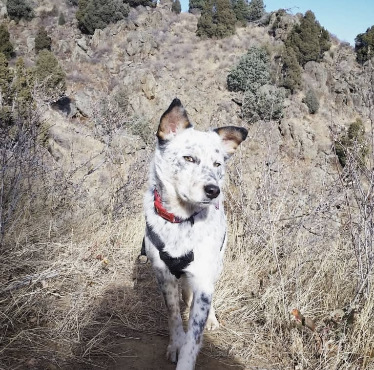 Dux, an Australian Cattle Dog and Border Collie mix tested with EmbarkVet.com