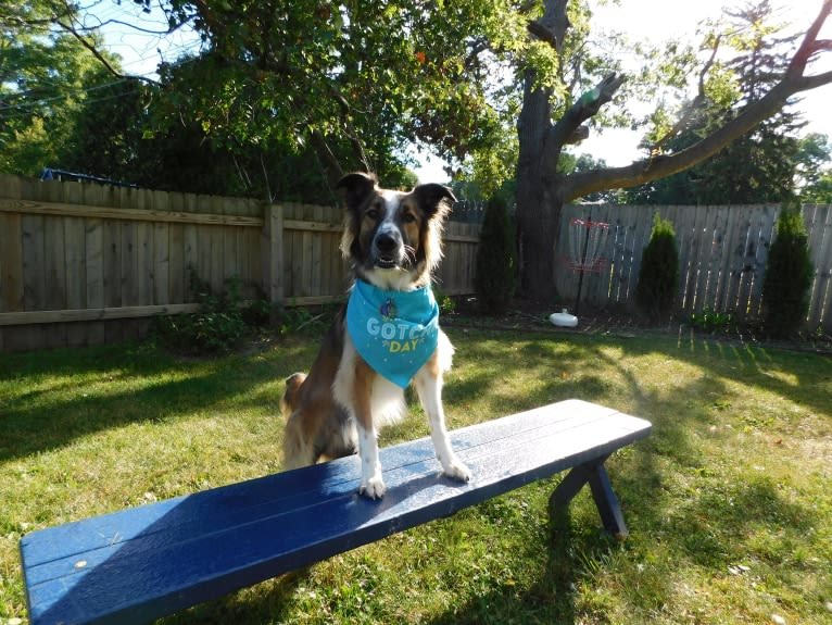 Bentley, an English Shepherd and Collie mix tested with EmbarkVet.com