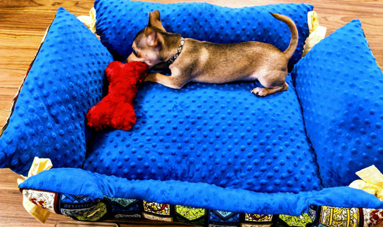 Dexter, a Chihuahua tested with EmbarkVet.com