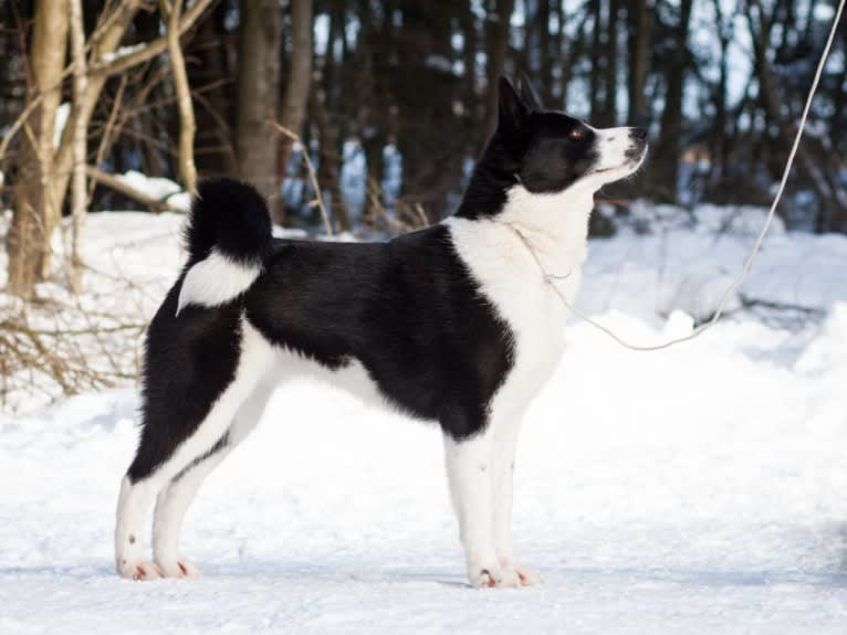 Neri, a Karelian Bear Dog tested with EmbarkVet.com