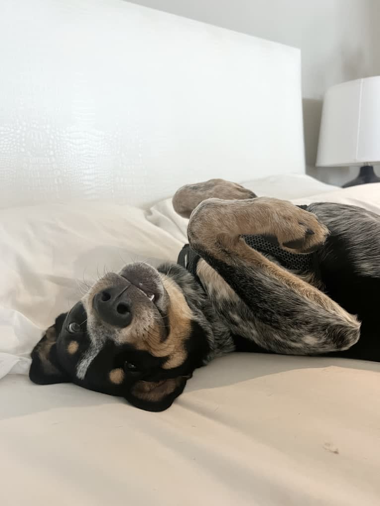 Milo, an Australian Cattle Dog and American Pit Bull Terrier mix tested with EmbarkVet.com