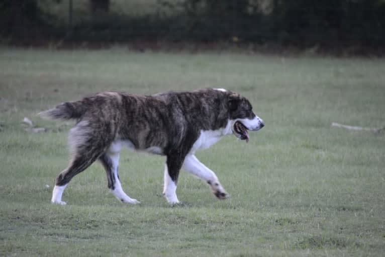 Diego, a Central Asian Shepherd Dog tested with EmbarkVet.com
