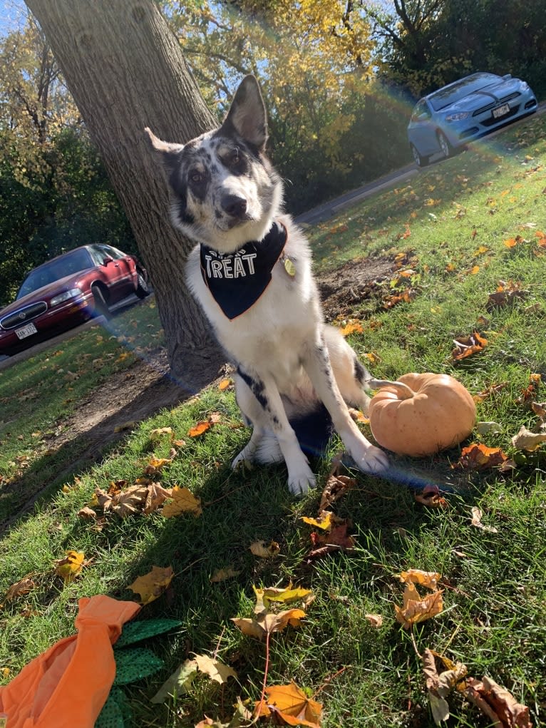 Carmen, a Collie and Siberian Husky mix tested with EmbarkVet.com