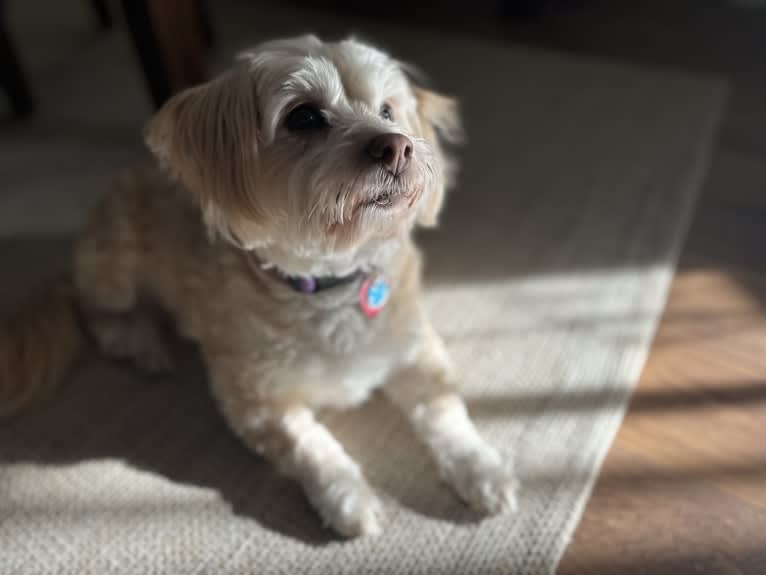 Tink, a Poodle (Small) and Chihuahua mix tested with EmbarkVet.com