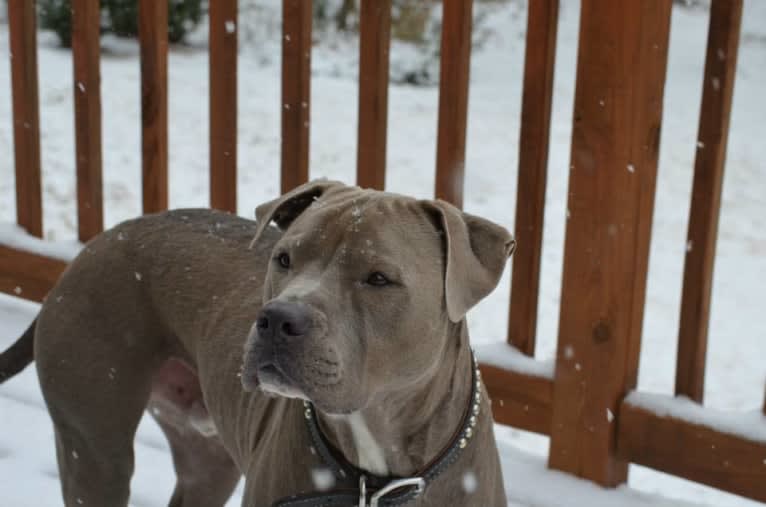 Niko, an American Pit Bull Terrier and American Staffordshire Terrier mix tested with EmbarkVet.com