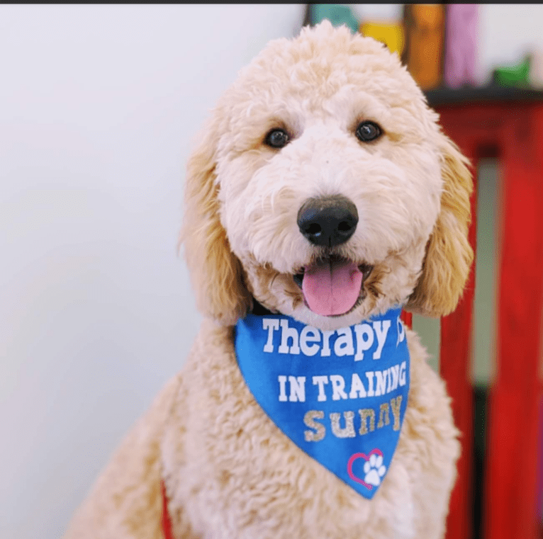 Sunny, a Goldendoodle tested with EmbarkVet.com