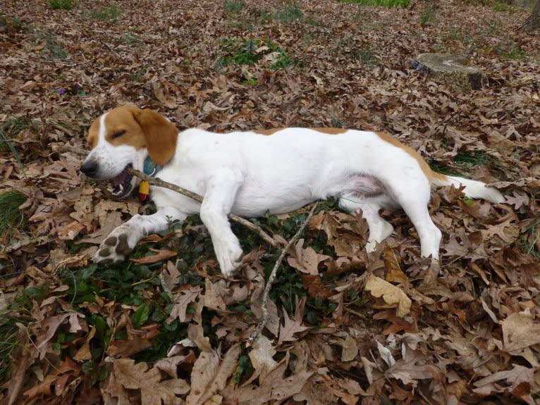 Barney, a Basset Hound and Treeing Walker Coonhound mix tested with EmbarkVet.com