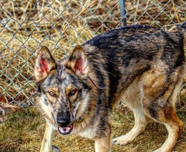 Riley, a German Shepherd Dog and Siberian Husky mix tested with EmbarkVet.com