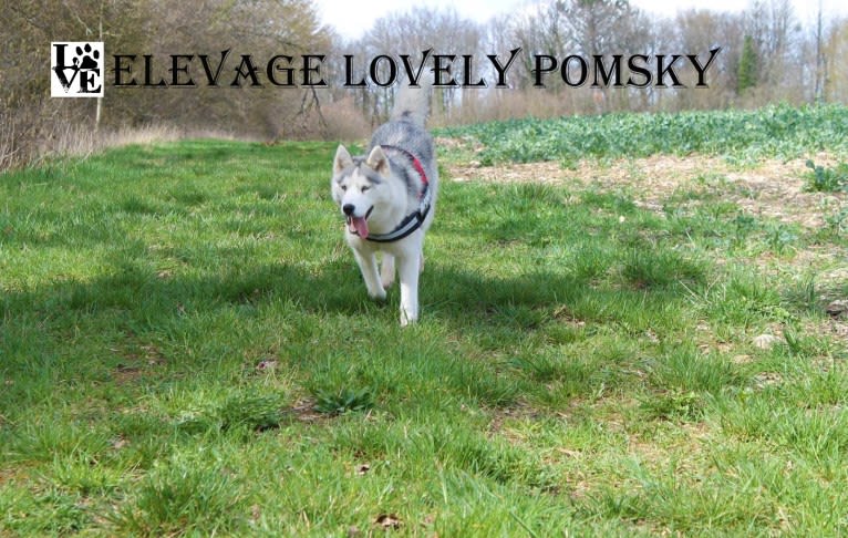 LOVELY, a Siberian Husky tested with EmbarkVet.com