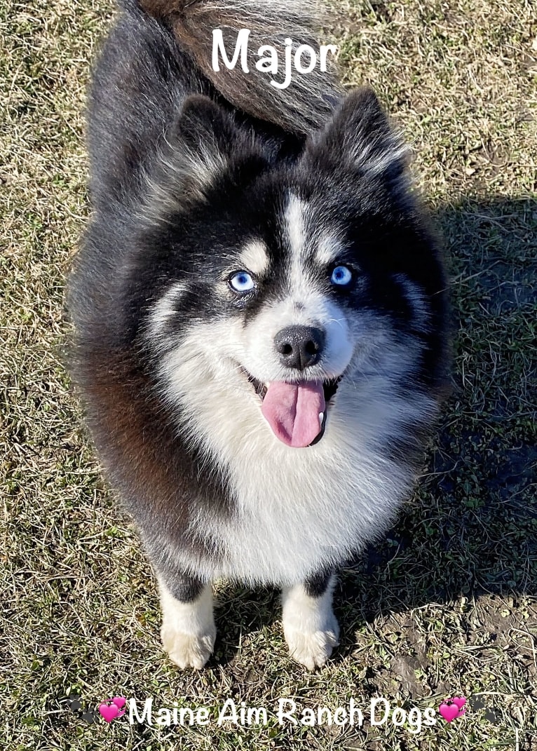 Major, a Pomsky tested with EmbarkVet.com