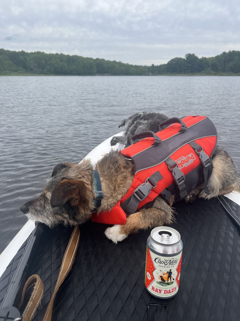 Elliott, a Rat Terrier and Australian Cattle Dog mix tested with EmbarkVet.com