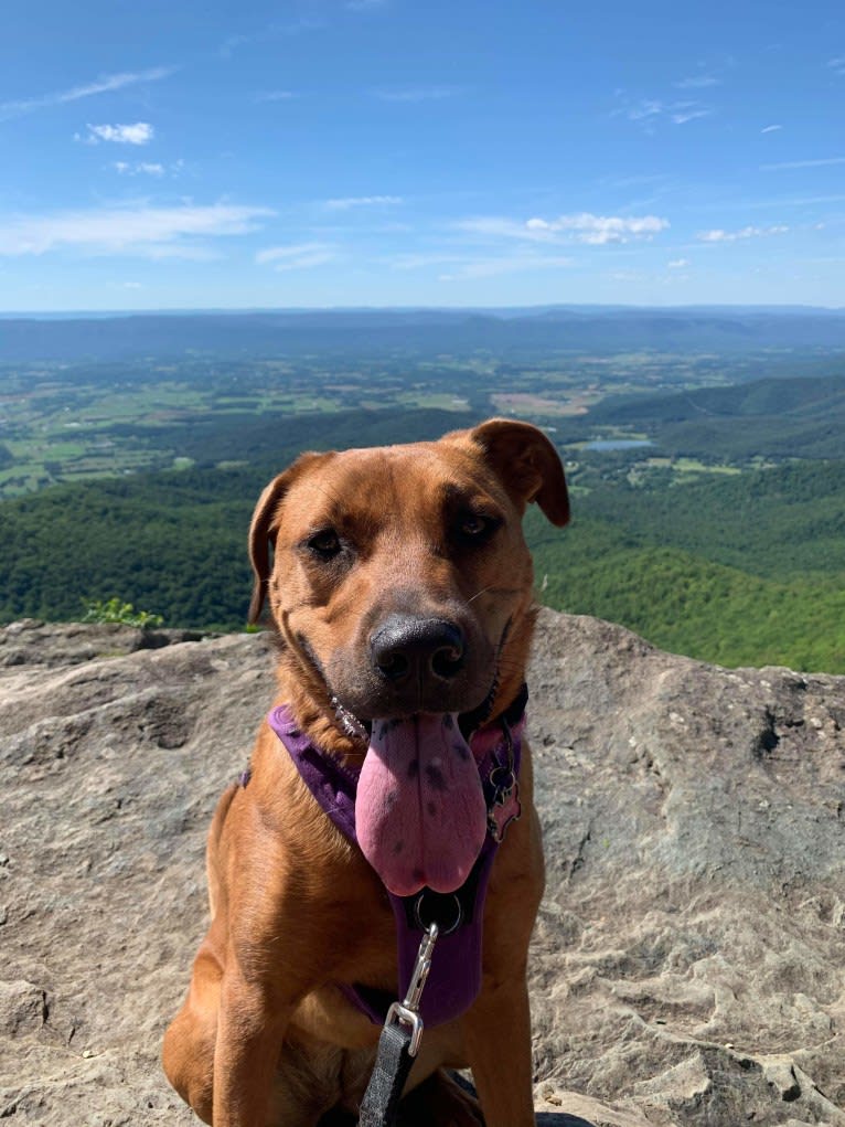 Kona, an American Pit Bull Terrier and Boxer mix tested with EmbarkVet.com