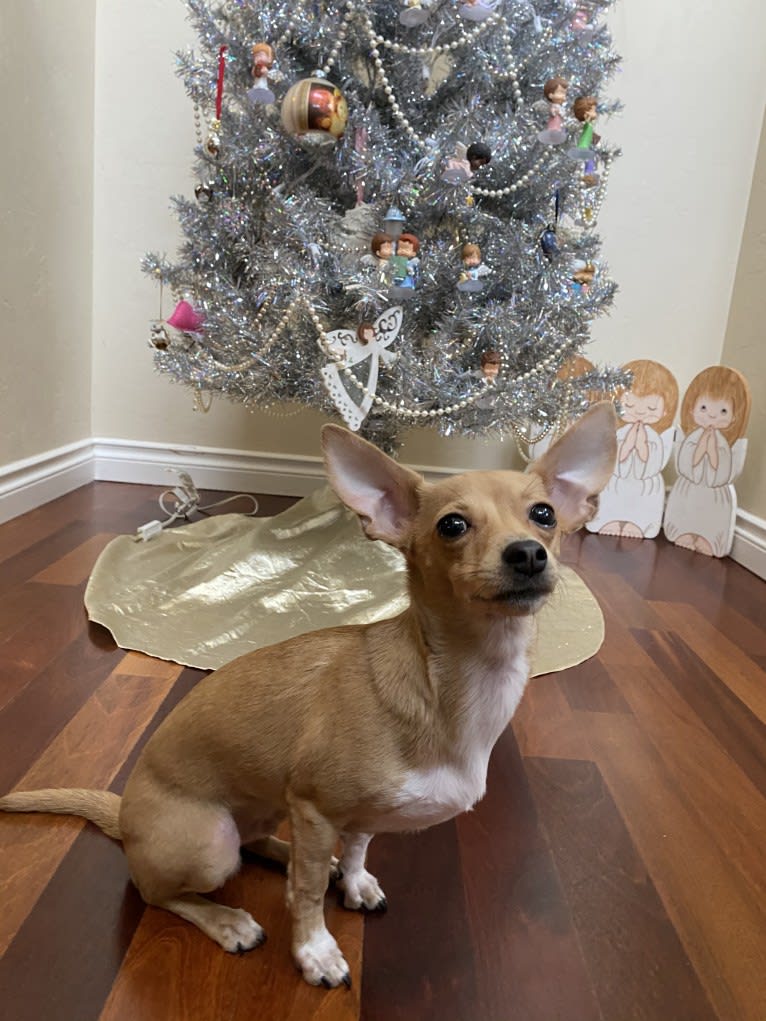 Oliver, a Chihuahua and Poodle (Small) mix tested with EmbarkVet.com