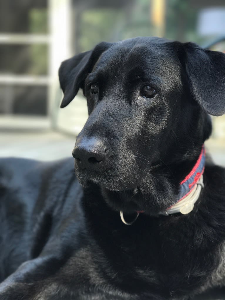 Bear, a Labrador Retriever and German Shepherd Dog mix tested with EmbarkVet.com