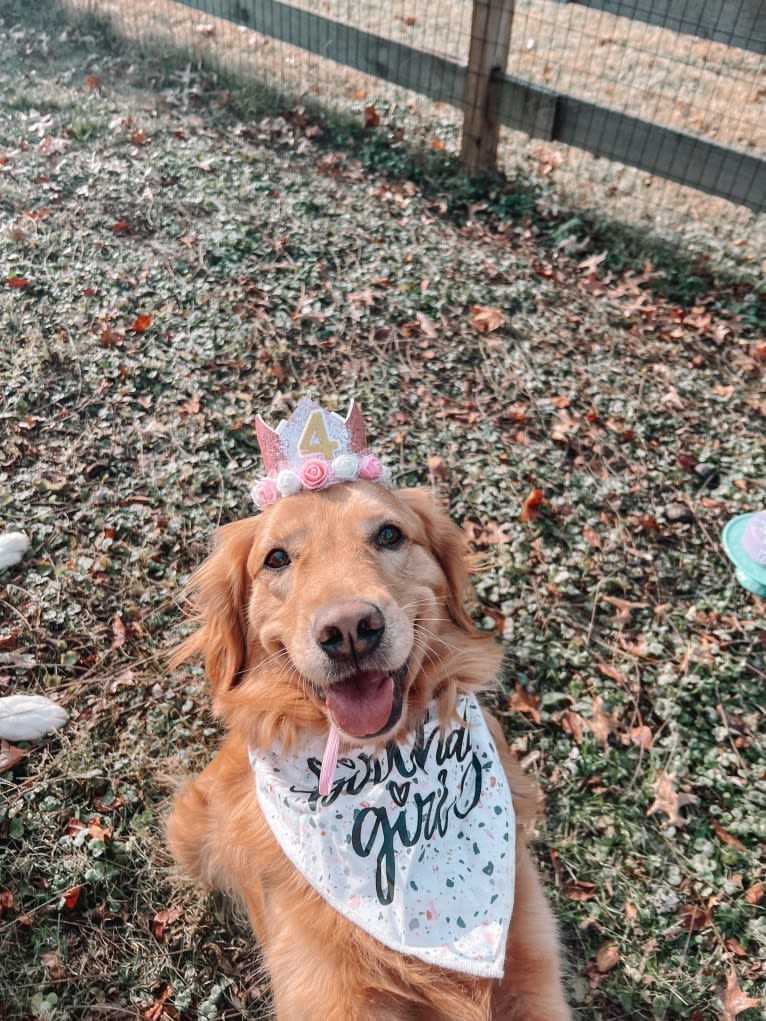 Marley, a Golden Retriever tested with EmbarkVet.com