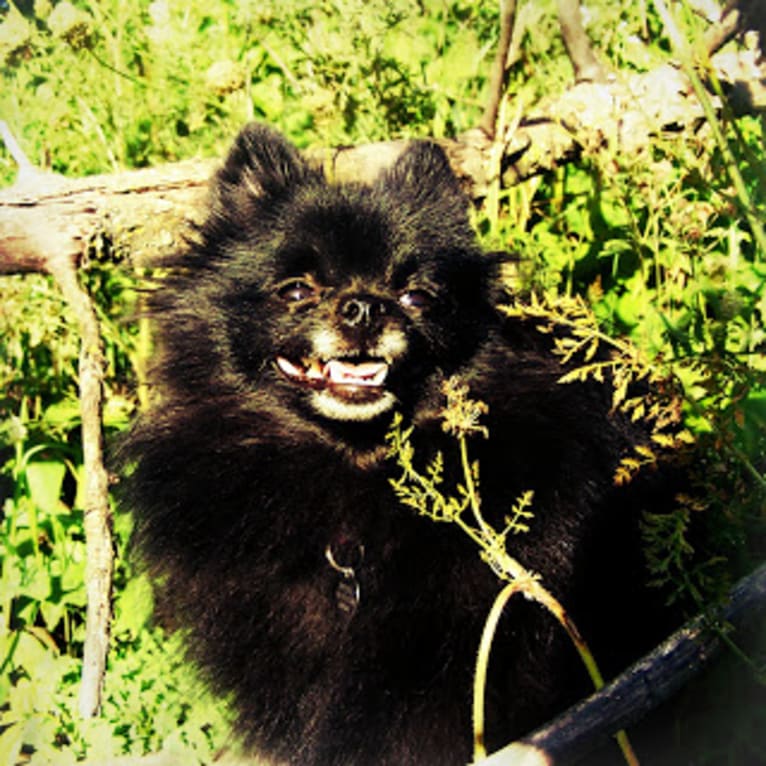 Davina Claire, a Pomeranian tested with EmbarkVet.com