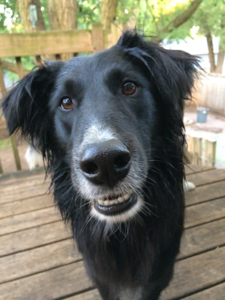 Zane, a Shetland Sheepdog and Labrador Retriever mix tested with EmbarkVet.com