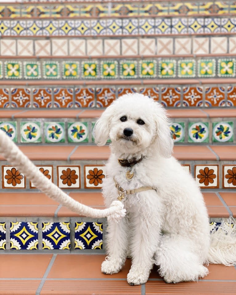 Phil, a Poodle (Small) and Lhasa Apso mix tested with EmbarkVet.com