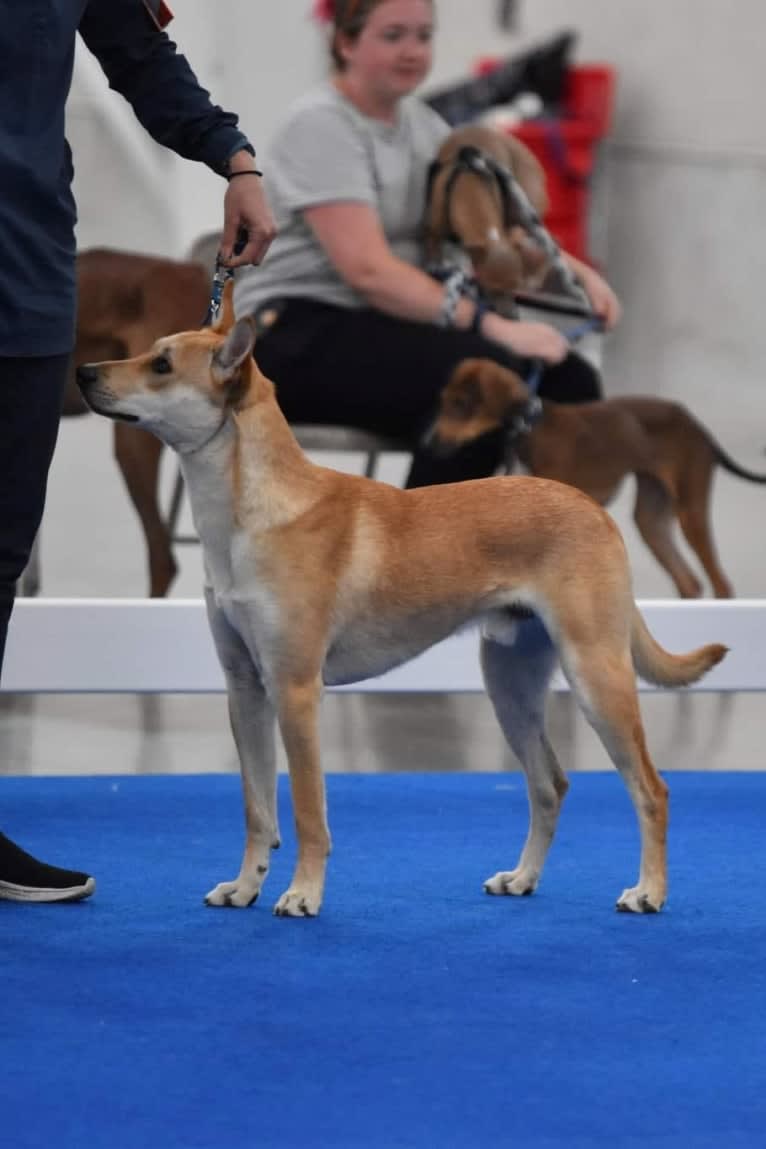 Bones, a Carolina Dog tested with EmbarkVet.com