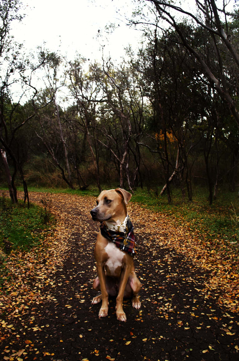 Lucian, an American Pit Bull Terrier and Rat Terrier mix tested with EmbarkVet.com