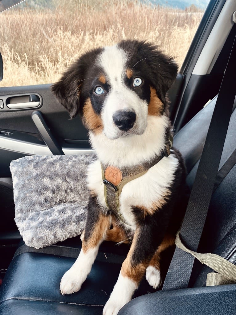 Oliver Webster, an Australian Shepherd tested with EmbarkVet.com