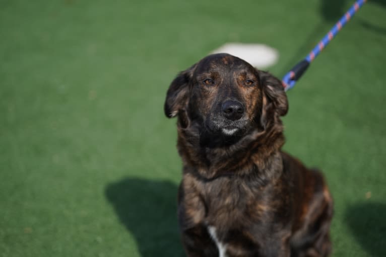 Lilac, a Dachshund and Great Pyrenees mix tested with EmbarkVet.com