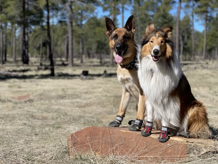 Jonas, a German Shepherd Dog tested with EmbarkVet.com