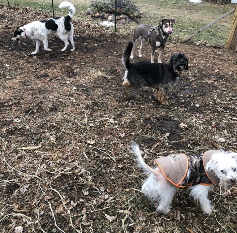 Scrappy, a Poodle (Small) and Chihuahua mix tested with EmbarkVet.com