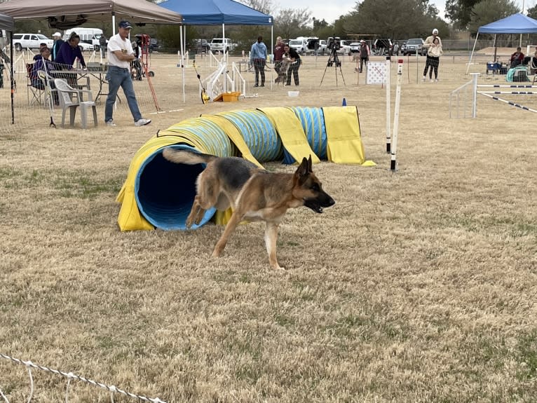 Jonas, a German Shepherd Dog tested with EmbarkVet.com