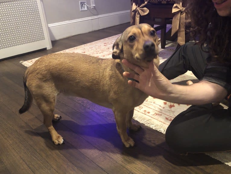 Leopold, a Dachshund and American Pit Bull Terrier mix tested with EmbarkVet.com