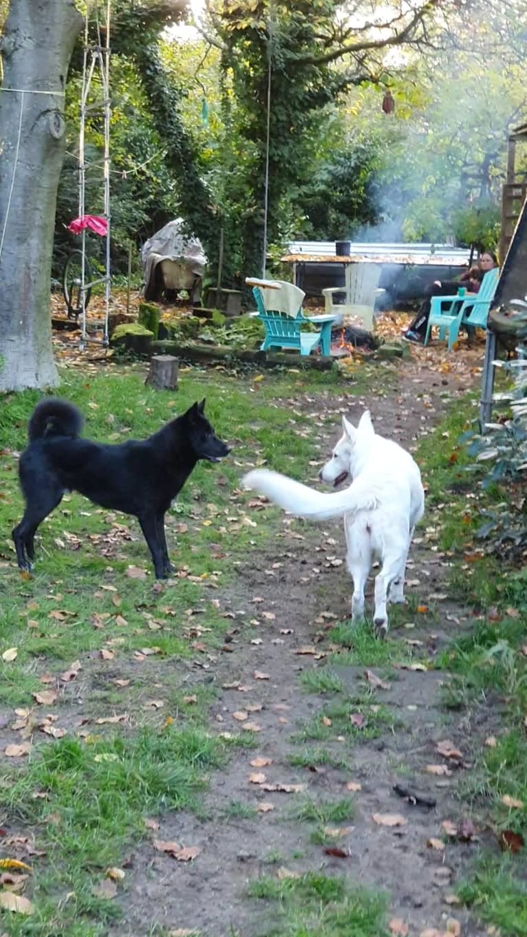 Moshae, a Canaan Dog tested with EmbarkVet.com