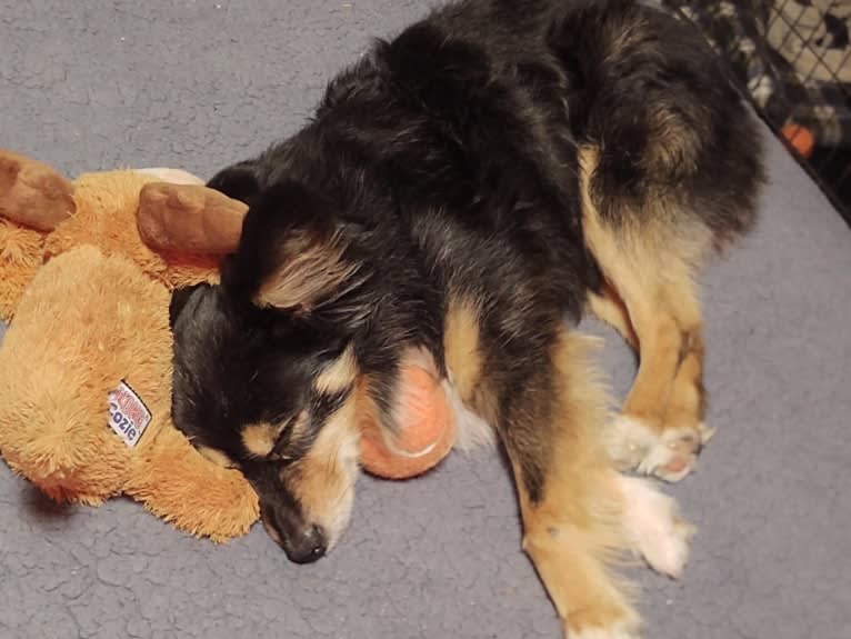 Scamp (a.k.a. Skamp), an Australian Shepherd tested with EmbarkVet.com