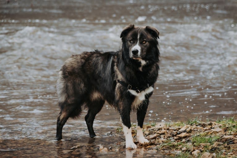 Maverick, a Siberian Husky and American Pit Bull Terrier mix tested with EmbarkVet.com