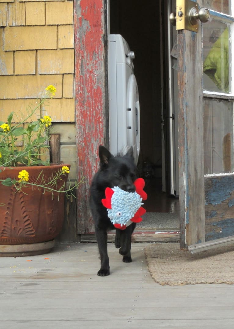 Renard, a Pomeranian and Russell-type Terrier mix tested with EmbarkVet.com