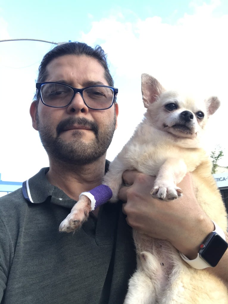 Brooklyn González, a Chihuahua tested with EmbarkVet.com