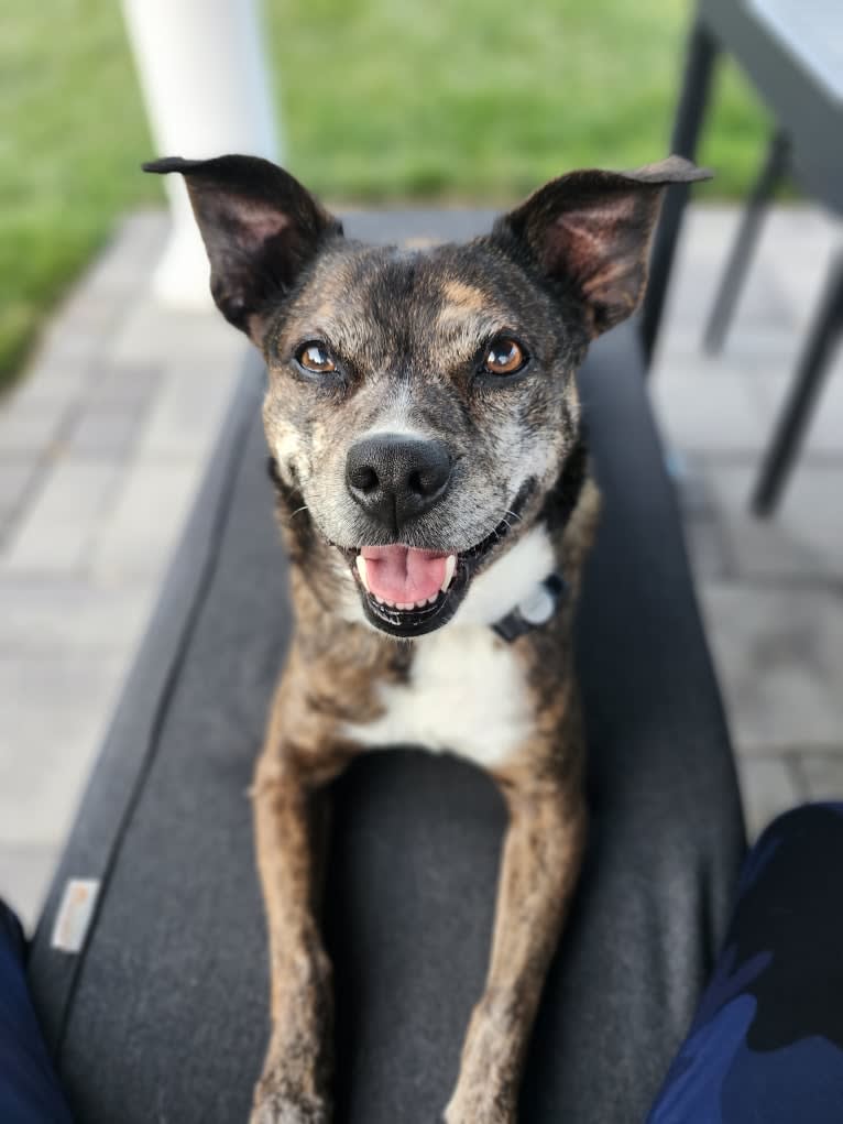 Carmela, a Boston Terrier and Mountain Cur mix tested with EmbarkVet.com