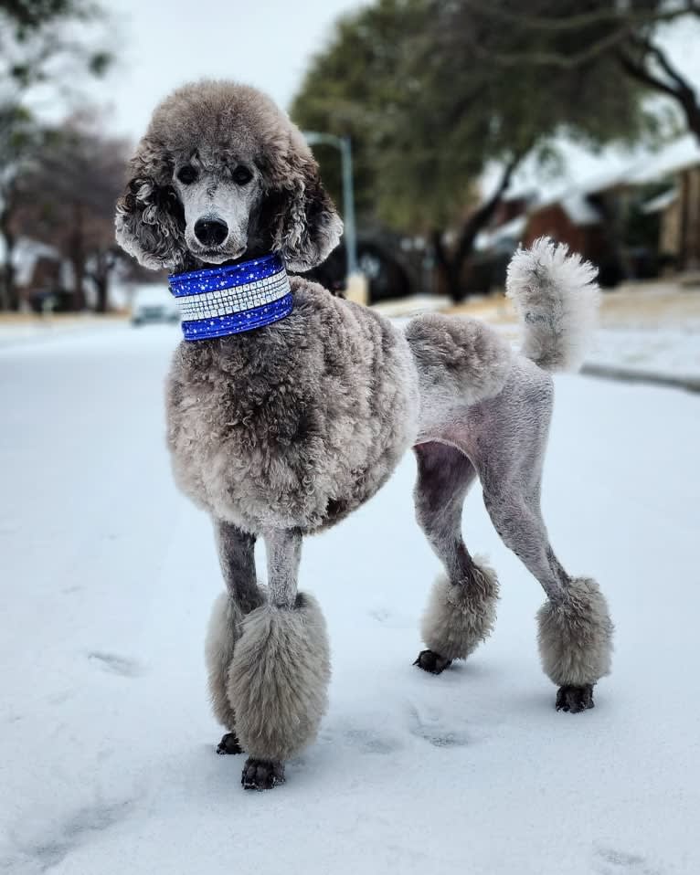 Arwen, a Poodle (Standard) tested with EmbarkVet.com
