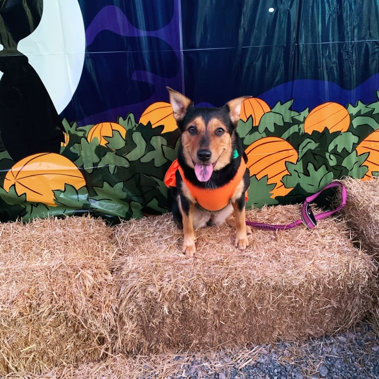 Luna, an Australian Cattle Dog and Labrador Retriever mix tested with EmbarkVet.com